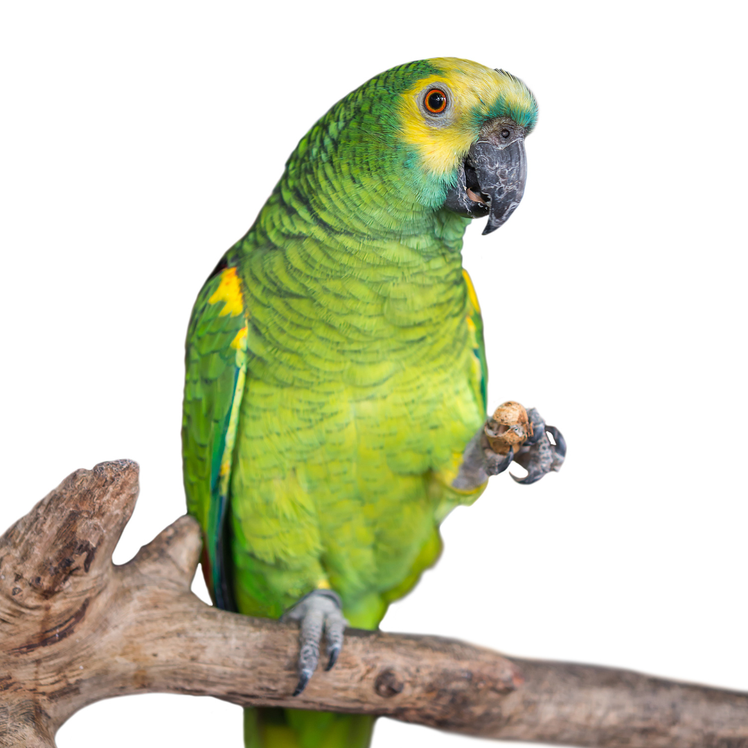 The importance of a balanced diet for parrots