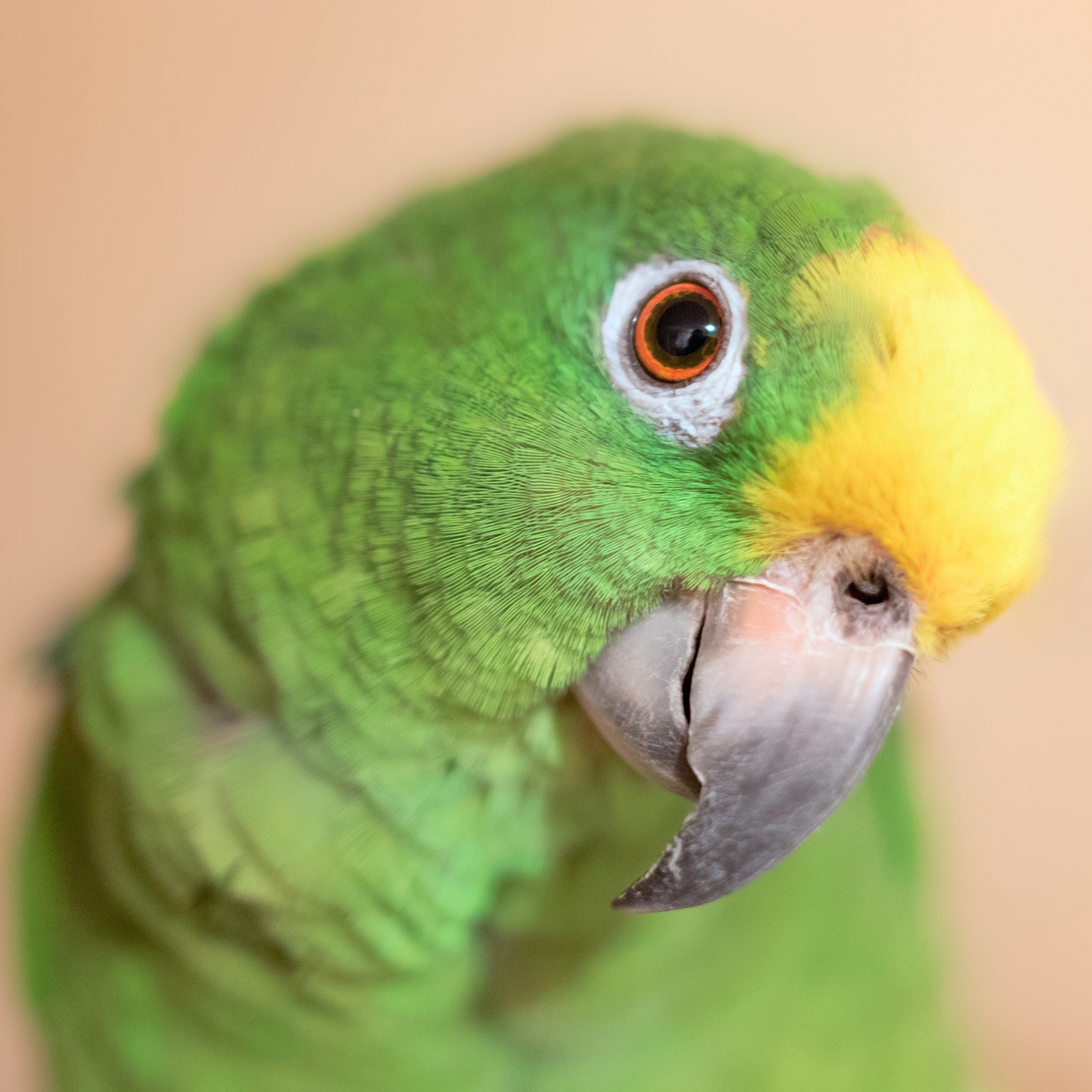 Parrots on a budget