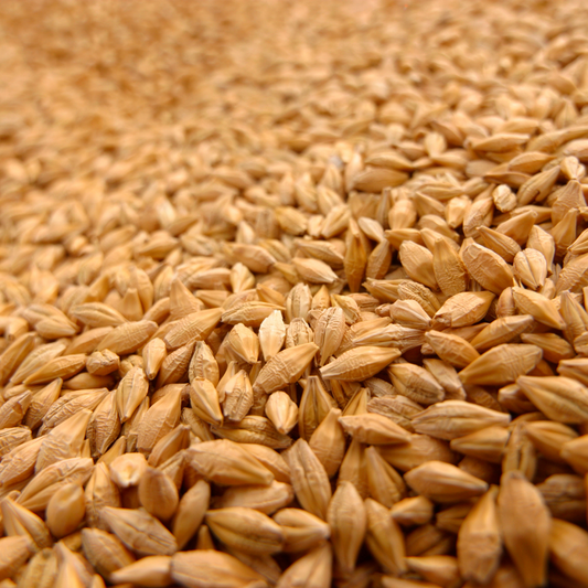 Wheat Grain - 100% Organic Wheat Grain - 500g