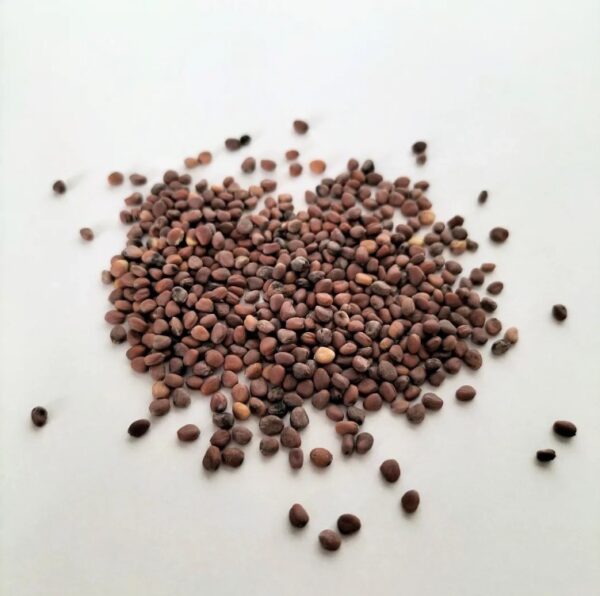China Rose Radish Seeds 100g