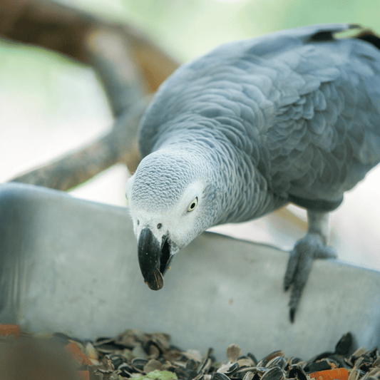 How to get a parrot to eat healthy food
