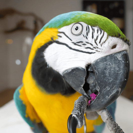 What is Dry Mix for parrots?
