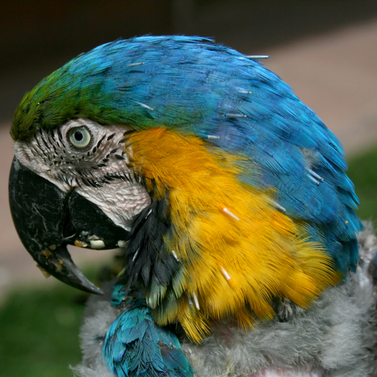 The Dangers of Feeding Your Parrot a Seed-Only Diet