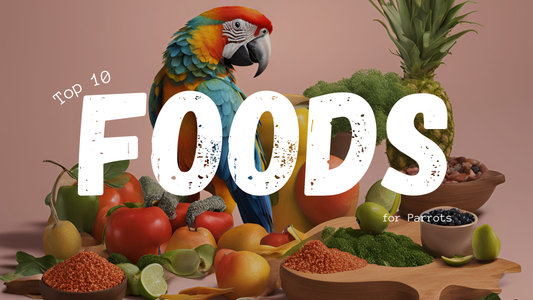 Parrot food, whole foods for parrots, healthy parrot diet, best foods for parrots, parrot nutrition, fruits for parrots, vegetables for parrots, healthy seeds for parrots, parrot meal ideas, feeding parrots whole foods