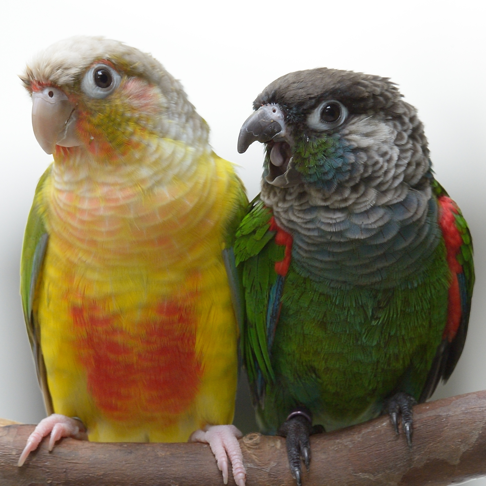 Small Parrots – Mikey and Mia