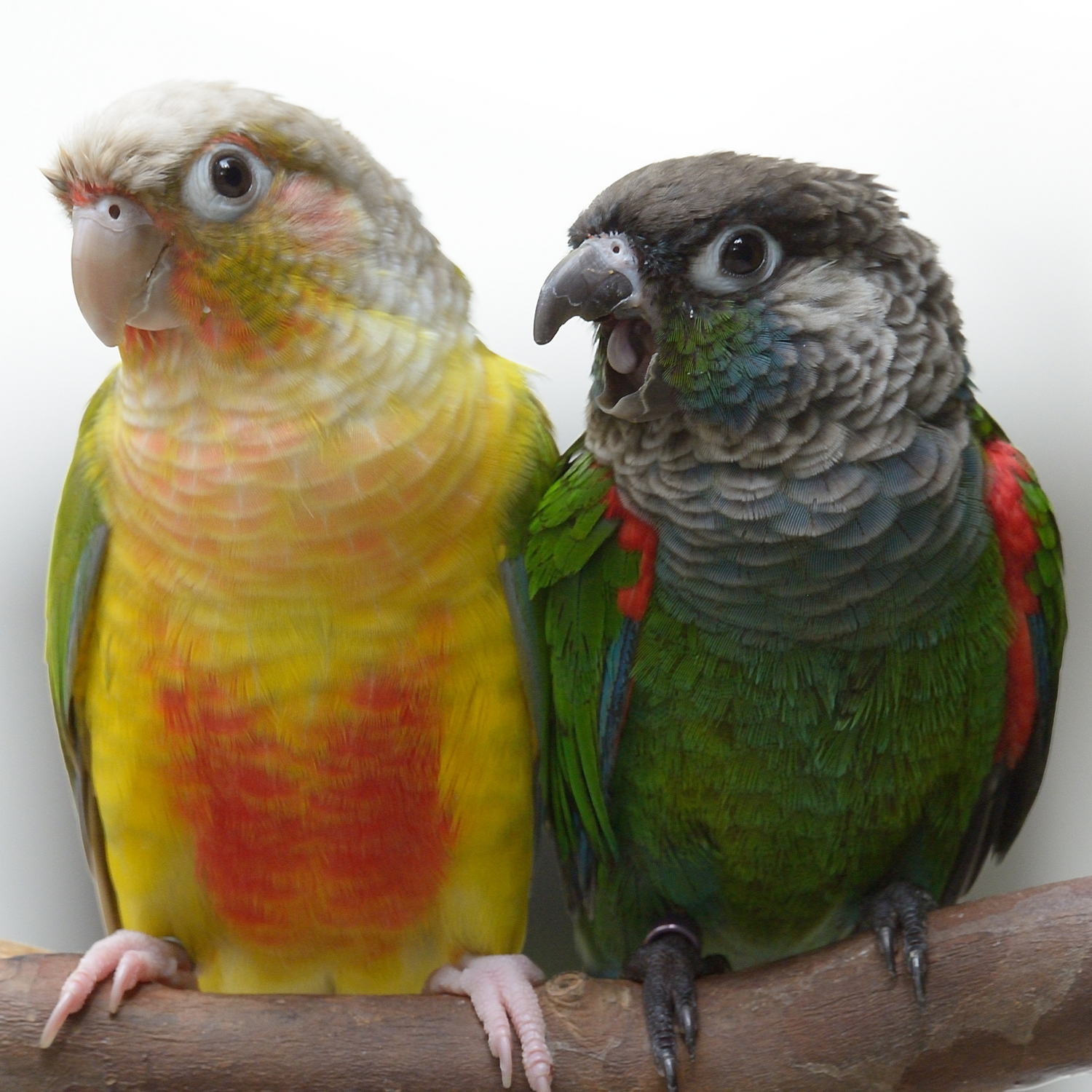 Small Parrots