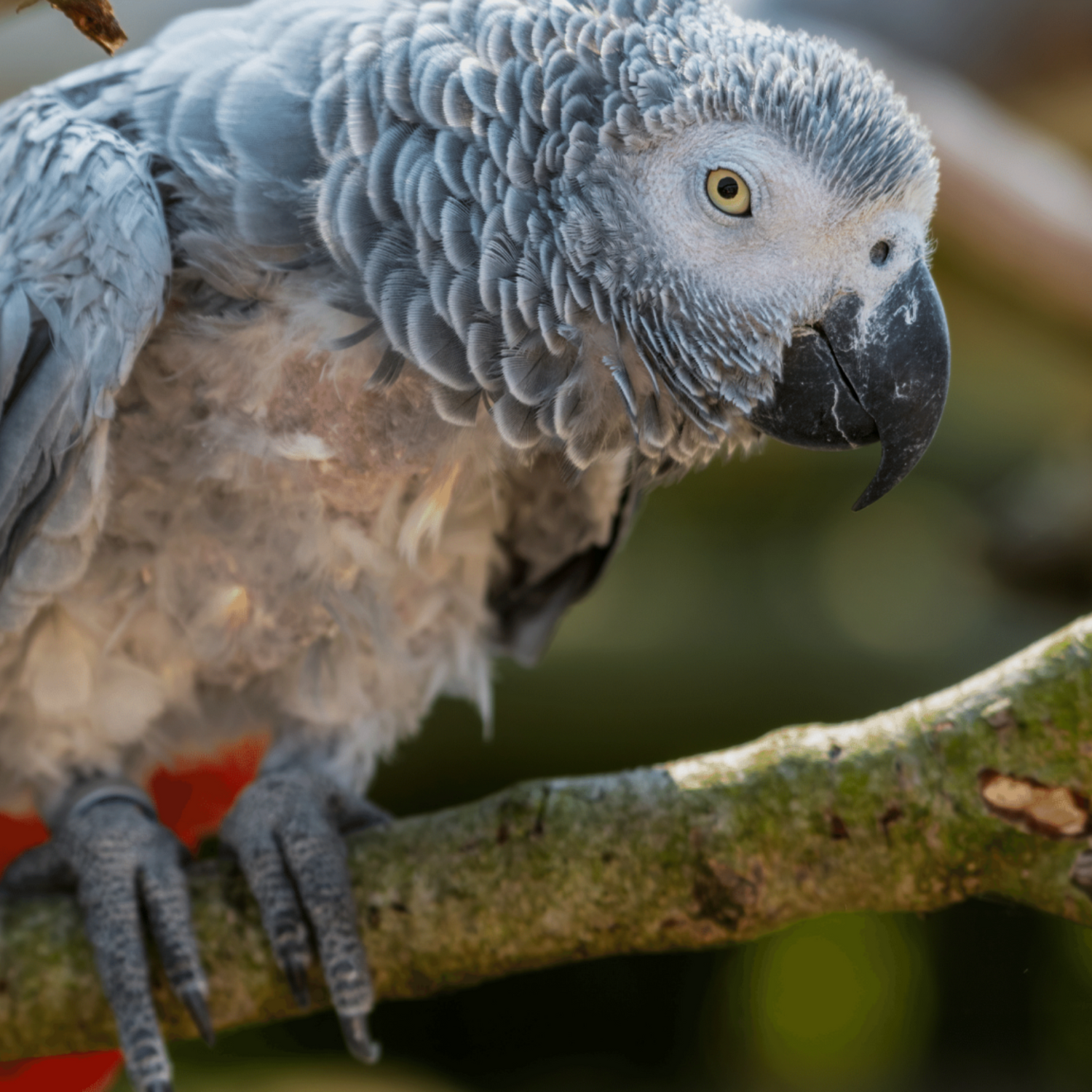Parrots who pluck
