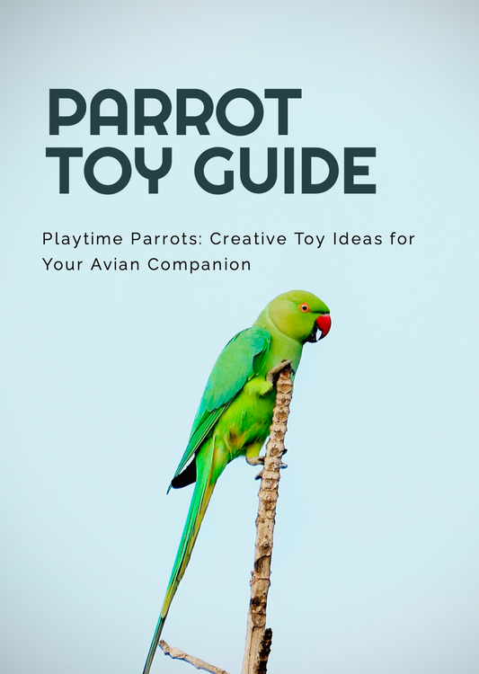 Play Time Parrots - Creative Toy Ideas For your Feathered Friends