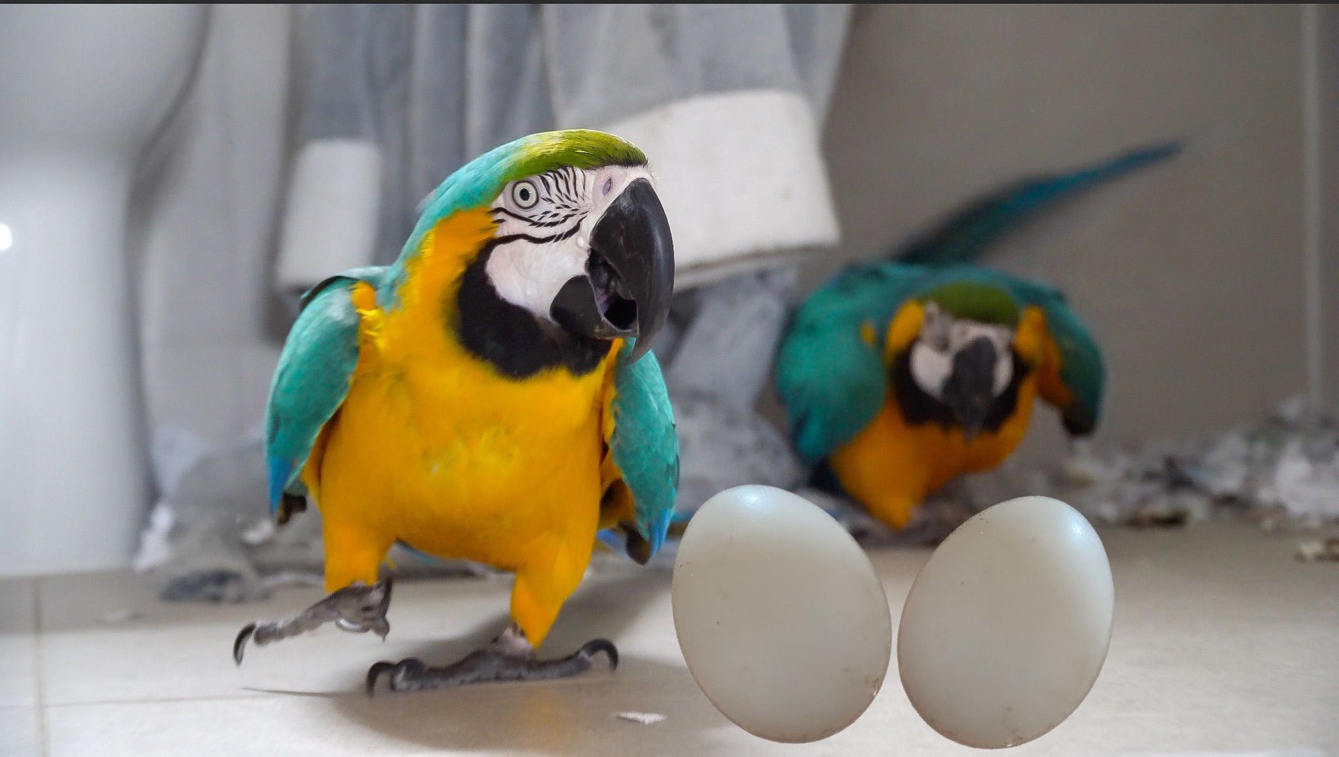 Load video: Mikey the macaw and Mia lay eggs