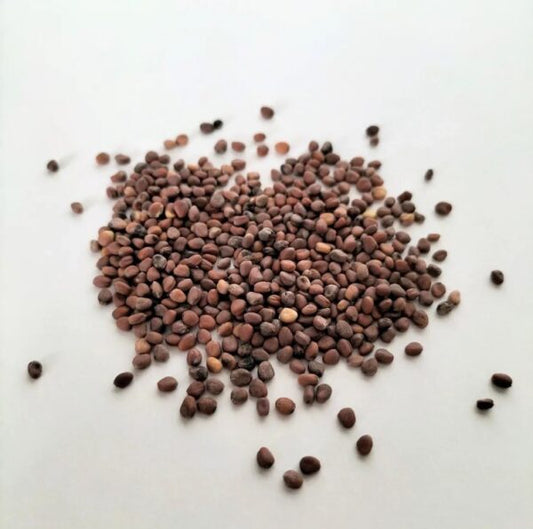 China Rose Radish Seeds 100g