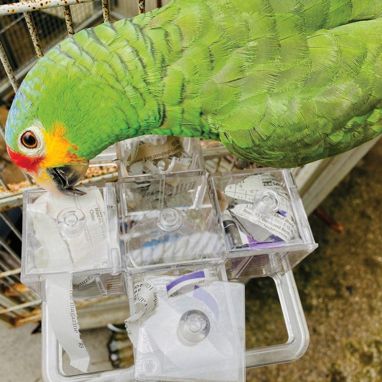 Creative Foraging Carousel - Mentally Stimulating Parrot Toy